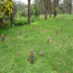 Plantagenet St Werburghs Chapel Grave markers - Photo Michael Thompson (Aug 2016) Plantagenet Gravemarkers