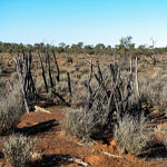Yalgoo - remote grave site UNNAMED GRAVES – Photo Kevin Coate (Date unknown) Yalgoo