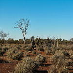 Yalgoo remote grave site UNNAMED GRAVES – Photo Kevin Coate (Date unknown) Yalgoo