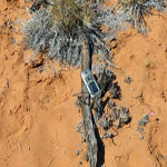 Yinnetharra Grave 4 post with GPS - Photo Geoff Blackburn (Aug 2013) Yin Grave
