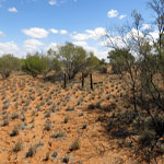 Yinnetharra Grave 5 looking SSW - Photo Geoff Blackburn (Aug 2013) Yin Grave