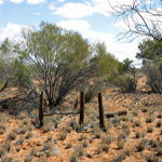 Yinnetharra Grave 5 looking W - Photo Geoff Blackburn (Aug 2013) Yin Grave