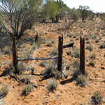 Yinnetharra Grave 5 - Photo Geoff Blackburn (Aug 2013) Yin Grave