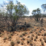 Yinnetharra grave 6 (poss) overview - Photo Geoff Blackburn (Aug 2013) Yin grave