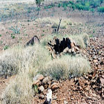 Croydon Goldfield Cemetery