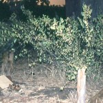 MARSHALL Michael Garry 