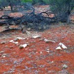 Mt Sandiman Station now Minnie Creek Stn Gascoyne