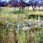 Arrino Cemetery Three Springs