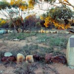 Morawa Pioneer Cemetery - Photo Kevin Coate (Sept 1990) Morawa Pioneer Cemetery