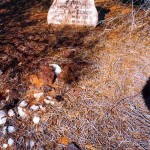 SWEENEY, Doris Georgina Died 3.5.1912 buried Widgiemooltha Cemetery - Photo Pam Harman, Denmark (Unknown date) SWEENEY Doris Georgina
