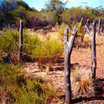 Millie Soak Nallan Station
