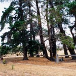Katanning, Modjebing Rd opposite Crosby Street - Photo Kevin Coate (Nov 1995) Katanning