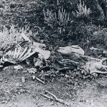 Lake Darlot Skeleton found between Lake Darlot and Lawlers - Golden Destiny by Martyn and Audrey Webb p132 Lake Darlot