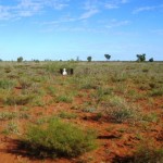 Pardoo Station