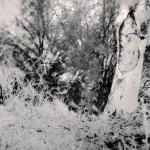 Meekatharra district, between Mt Vernon & Milgun Station UNNAMED GRAVE - Sent by Nan Broad Meekatharra district