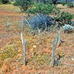Mt Magnet UNNAMED GRAVE near Blackman's Find Mt Magnet district - Photo David de Havelland (Date unknown) Mt Magnet