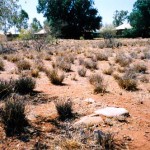Nanutarra Station homestead, UNNAMED GRAVE - Photo Kevin Coate (Oct 2002) Nanutarra Station homestead
