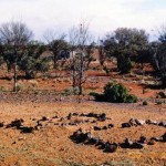 Red Flag, Hawks Nest, Laverton Unnamed graves (Sophie CHAPMAN & Alexander McDONALD) - Photo Alf Thompson, Albany (1996) Red Flag Hawks Nest Laverton