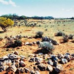 Square Well, Yalgoo district UNNAMED GRAVE - Photo Bert Keeffe (Date unknown) Square Well Yalgoo district