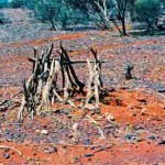 Yakabindi unnamed Afghan grave 6-Mile Well at Kathleen Valley - Photo Peter Green, Bunbury (Date unknown) Yakabindi