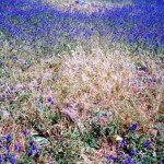 Yarragadee Station, Mingenew UNNAMED GRAVES - Photo Kevin Coate (Date unknown) Yarragadee Station Mingenew